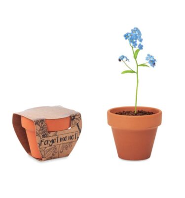 Flower Pot Forget Me Not