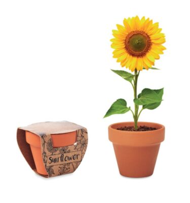 Flower Pot Sunflower